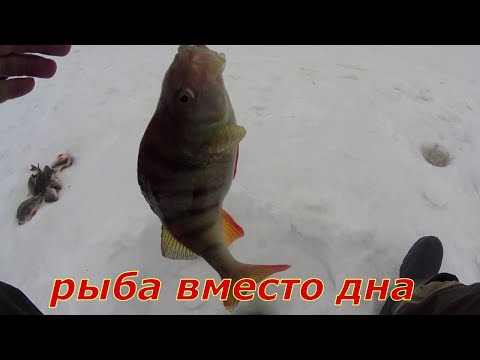 Видео: Рыба вместо дна. Рыбалка на Оби.