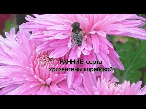 Видео: Раннее цветение - хризантема корейская зимостойкая !