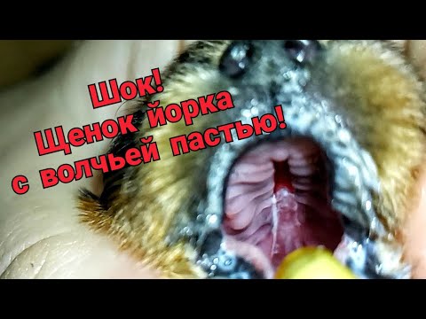 Видео: Щенок йорка с волчьей пастью.