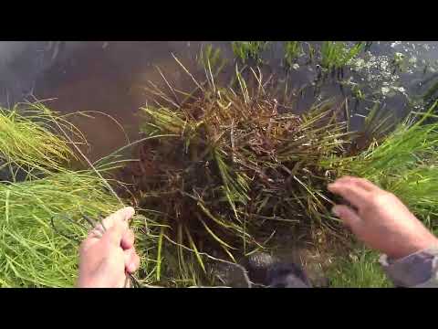 Видео: А  карась  был  хороший..Чистим    место  на  озере  для  рыбалки..