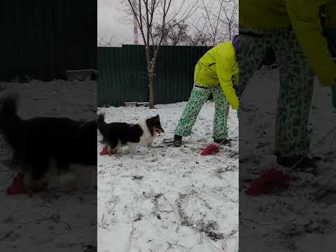 Видео: ошибки игры с собакой или как играть