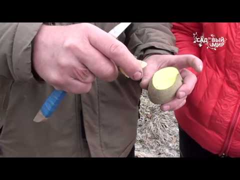 Видео: Как выращивать картофель  Часть 2  Как делить клубни для посадки