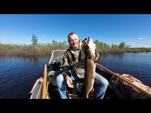 Видео: ЛЮБИМАЯ БЛЕСНА  ДЕЛАЕТ РЫБАЛКУ #щука #fishing #pike #pikefishing #bluefox