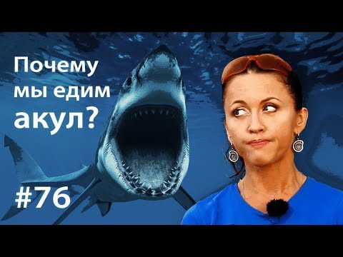 Видео: Почему мы едим акул? // Всё как у зверей #76