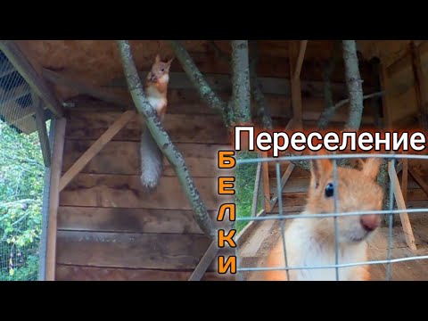 Видео: Переселение белки Фишки. Вольер готов!