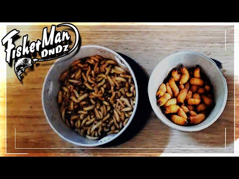 Видео: ОПАРЫШ ГИГАНТ 2-3СМ ВЫРАЩИВАНИЕ В ДОМАШНИХ УСЛОВИЯХ