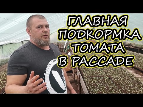 Видео: [ГЛАВНАЯ ПОДКОРМКА] ТОМАТА В РАССАДЕ / [ФОСФОРНОЕ ГОЛОДАНИЕ ТОМАТА]