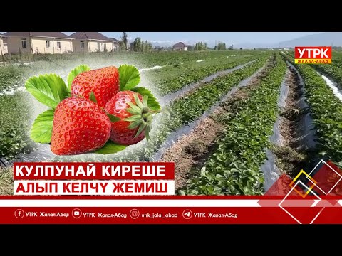Видео: Кулпунай киреше алып келчү жемиш