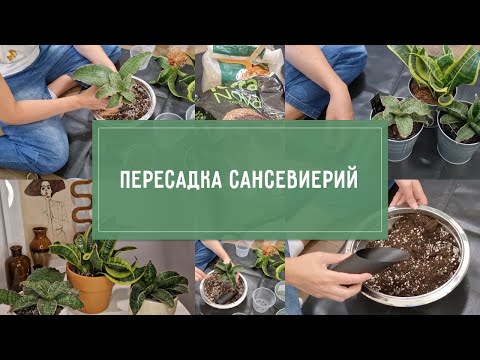 Видео: ПЕРЕСАДКА сансевиерий: ГРУНТ, корни, полив.