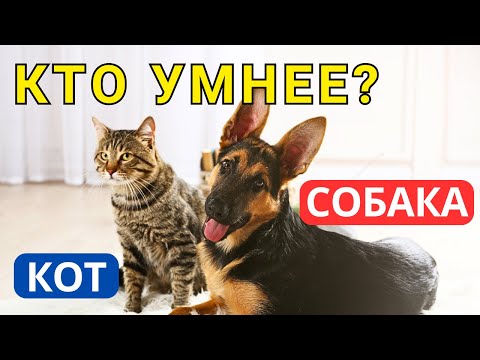Видео: Насколько КОШКИ УМНЕЕ СОБАК? Вряд ли вы догадаетесь
