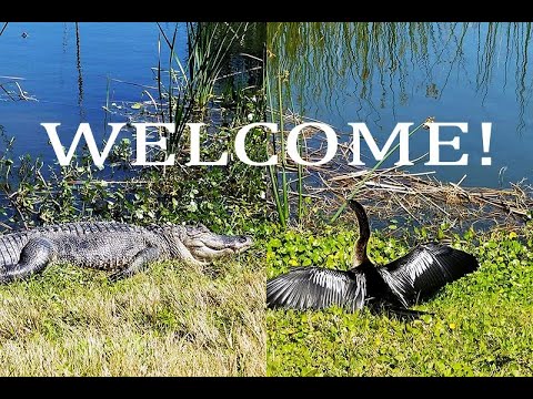 Видео: Adrenaline Rush. Viera Wetlands Part I / Заряд адреналина. Водно-болотные угодья Виера Часть I