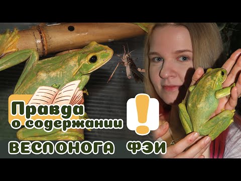 Видео: Все о гигантском веслоноге Фэи! Как его только ветки держат?