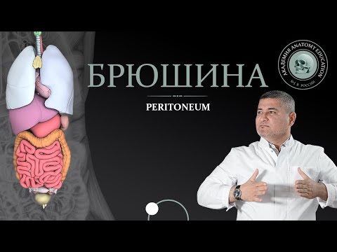 Видео: Брюшина / Peritoneum. Серозные оболочки