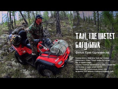 Видео: На квадроциклах в горы, где цветет багульник