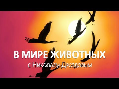 Видео: В мире животных с Николаем Дроздовым  Выпуск 21 (2018)