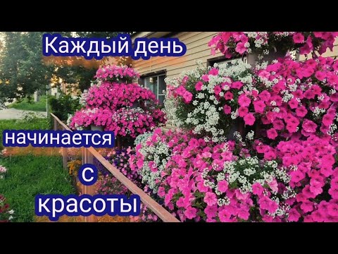 Видео: Петуниевые деревья. Опера Суприм Роуз. Новый сезон всё таки радует цветением!
