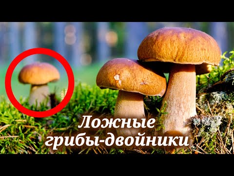 Видео: Определитель грибов. Как отличить опасные грибы от съедобных 🍄