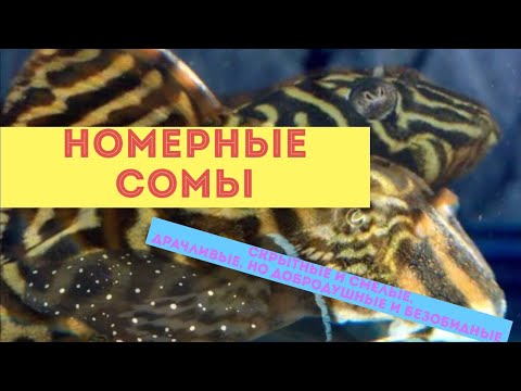 Видео: Номерные сомы. Расскажу о представителях нескольких видов, которых держу