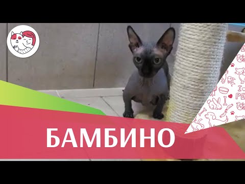 Видео: Бамбино на  ilikepet