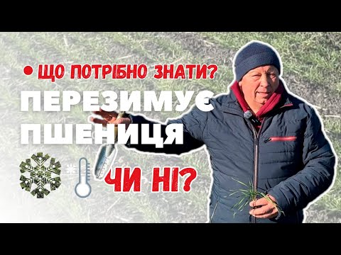 Видео: ПЕРЕЗИМУЄ ПШЕНИЦЯ, ЧИ НІ | Що потрібно знати?..