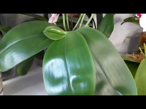 Видео: Фаленопсис ЛИОДОРО