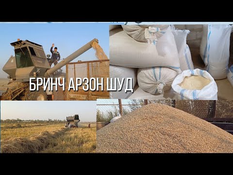 Видео: БРИНЧ АРЗОН ШИД  ШОЛИ САРИ ЗАМИН 3 ТОН БРИНЧ 2 ТОН ШОЛИ ФУРУШИ ДЕХКОНИ 