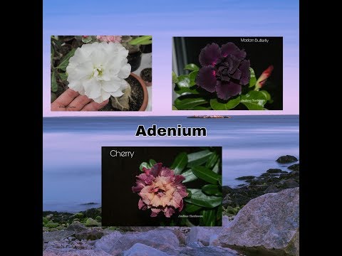 Видео: АДЕНИУМ. Коллекция редких адениумов #2. Адениум Cherry, White King и Madam Butterfly