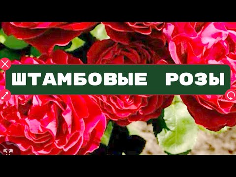 Видео: ШТАМБОВЫЕ РОЗЫ, ПОСАДКА, УХОД, ПОЛИВ!
