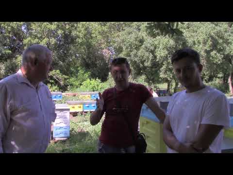 Видео: Пчеловодство.Зачем создавать облётники маток??? Измайлов Г.Б