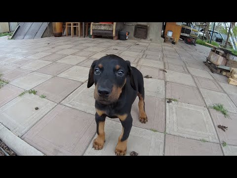 Видео: Щенок добермана 1 месяц. Первый день дома.