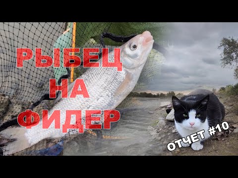 Видео: Рыбец на фидер.Осенняя рыбалка с котом на Кубани