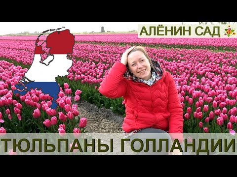 Видео: ГОЛЛАНДИЯ / Парк тюльпанов Кёкенхоф