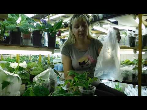 Видео: 🍅🍅🍅Новость !!! Черенкование томатов !!! За 7 дней выросли огромные корнищи !!!