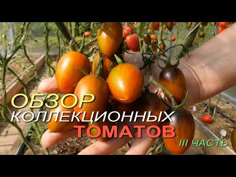 Видео: Обзор КОЛЛЕКЦИОННЫХ ТОМАТОВ. III ЧАСТЬ.