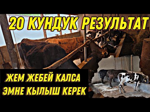 Видео: 20 күндүк РЕЗУЛЬТАТ КАНДАЙ БОЛДУ Жем Жебей калса эмне кылыш керек