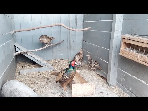 Видео: Фазаны//Перевел молодежь на улицу//14 июля 2022 год