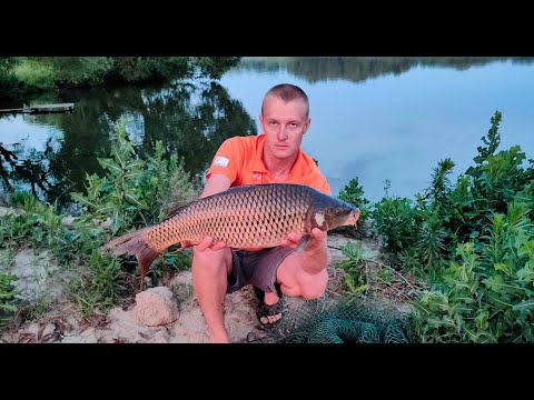 Видео: Крупные карпы на боковой кивок. Карп на 5 кг на удочку Cold Dragon