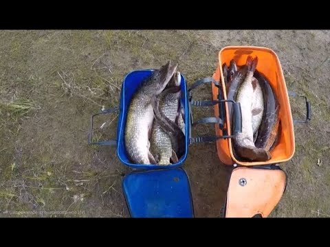 Видео: Щука на спиннинг. Когда же начнется ТОТ САМЫЙ осенний жор?!