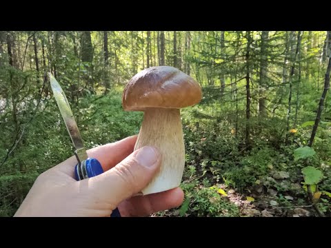Видео:  БЕЛЫЕ ГРИБЫ -Шикарные . Поехали гулять в лес, ВЕРНУЛИСЬ с БЕЛЫМИ ГРИБАМИ.