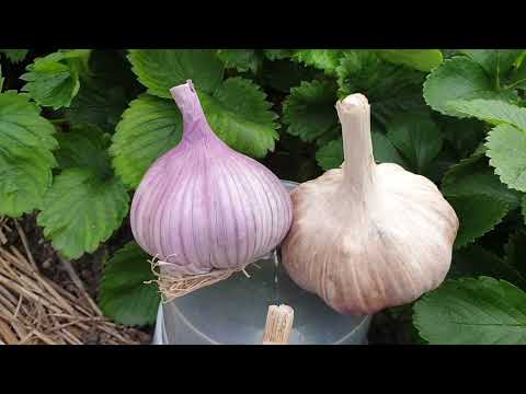 Видео: Никогда не сажайте Чеснок осенью так. Способ старый , но проблемный. 