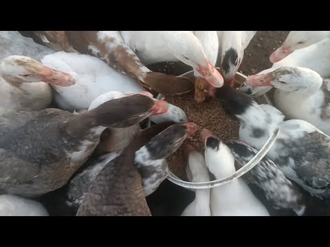 Видео: Ледь не перевернули мене разом з відром😅 Сиплю вапно і корм на поле🤭