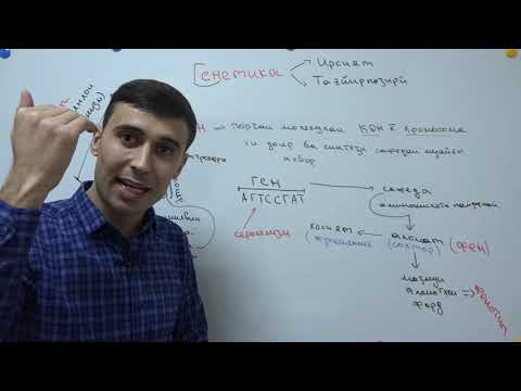 Видео: ГЕНЕТИКА КИСМИ 1