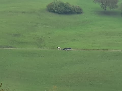 Видео: Обзор квартиры сына в Швейцарии // Швейцария из окна автомобиля//Уезжаем // Жизнь в Германии