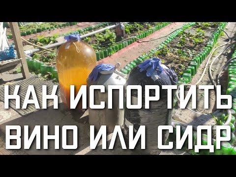 Видео: КАК ИСПОРТИТЬ СИДР из яблок в домашних условиях