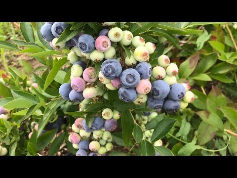 Видео: 23 ноября 2024 г.