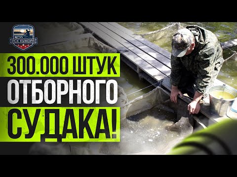 Видео: РСК "Кужора" 300.000 малька судака очередное зарыбление !