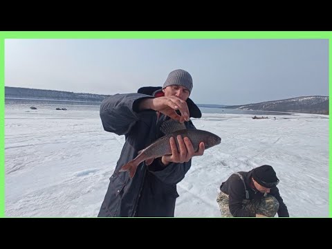 Видео: ХАРИУС В АПРЕЛЕ АНГАРА