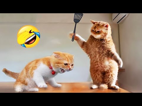 Видео: Смейтесь до слез с этими смешными видео с животными! 😂🐱