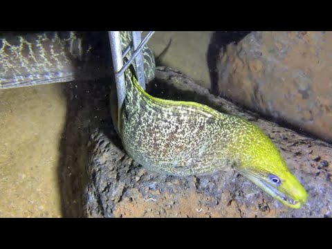 Видео: Погружение в море за угрями, крабами и морскими огурцами | Часть 97