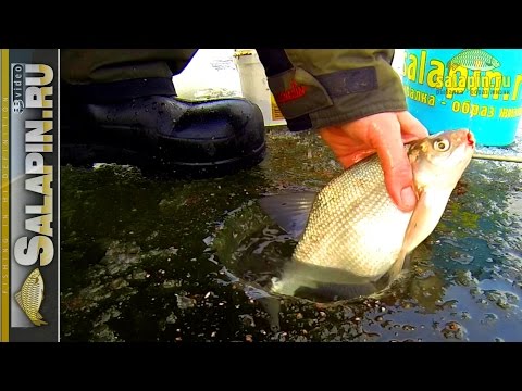 Видео: Экшн-рыбалка. Плотва, Иваньковское водохранилище. Второй первый лед :) [salapinru]